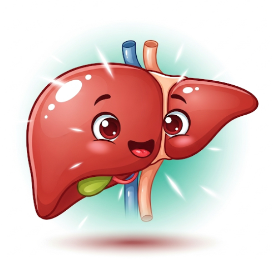 Liver Function test